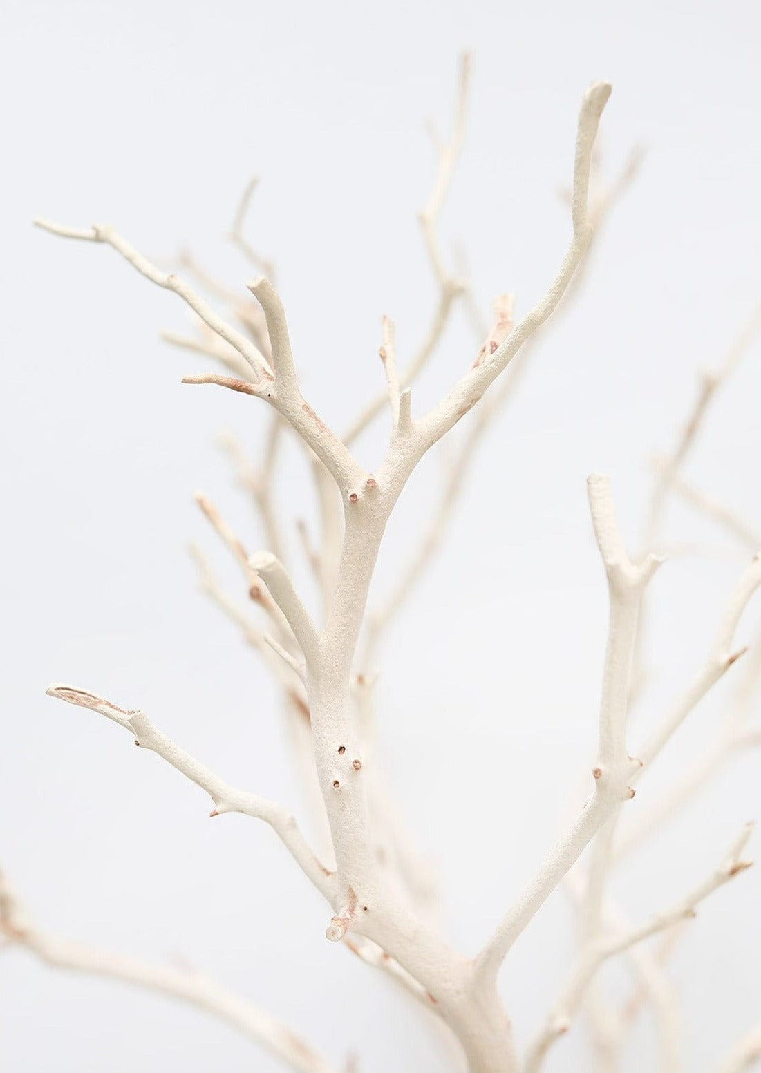 Natural Large Dried Manzanita Branch