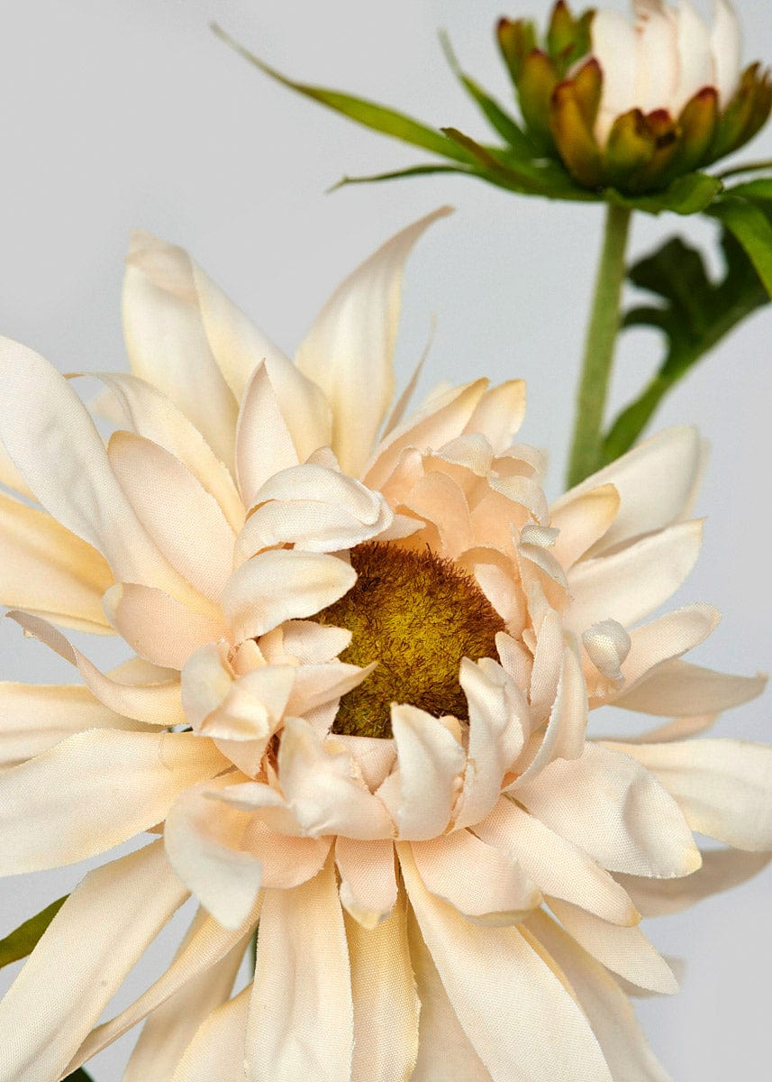 Peach Pink Fall Mum
