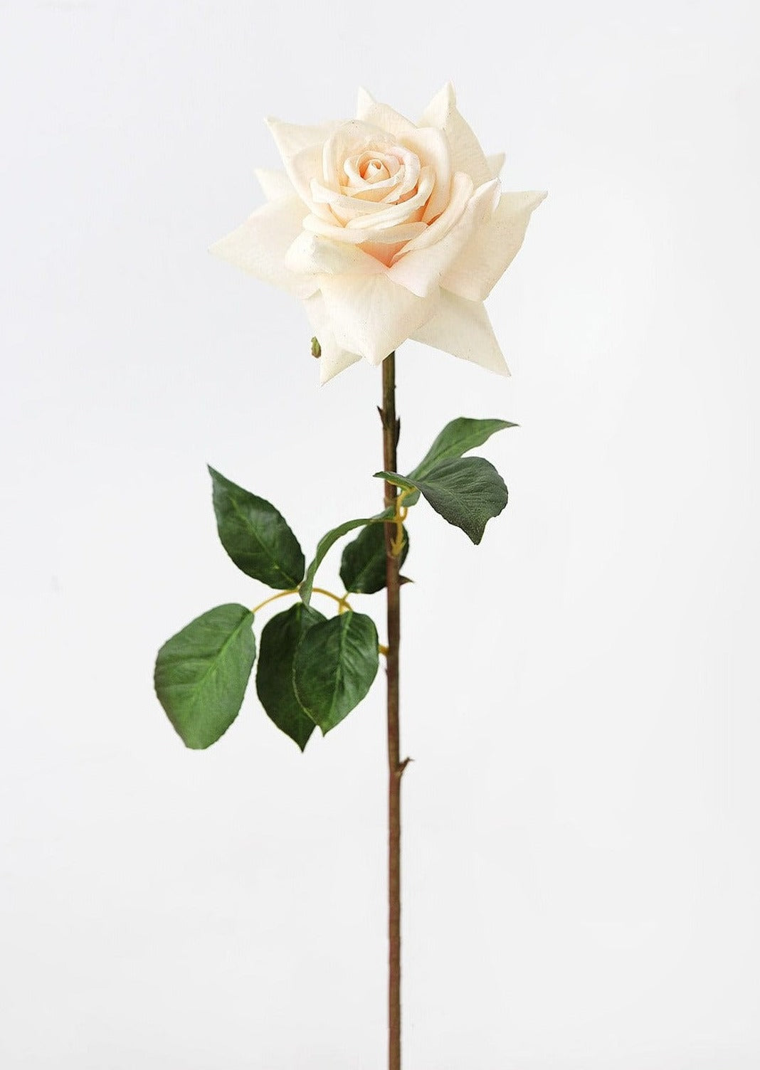 Light Cream Blush Real Touch Rose