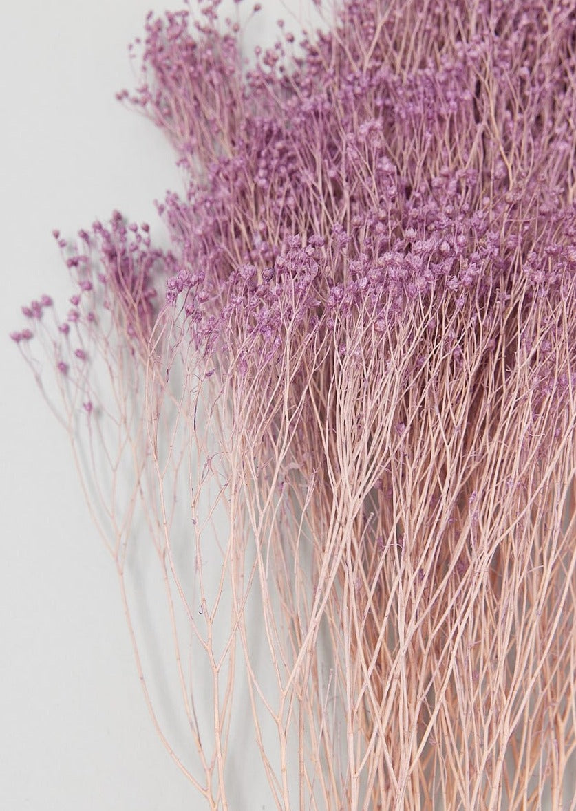 Close Up of Lilac Preserved Broom Bloom Baby&