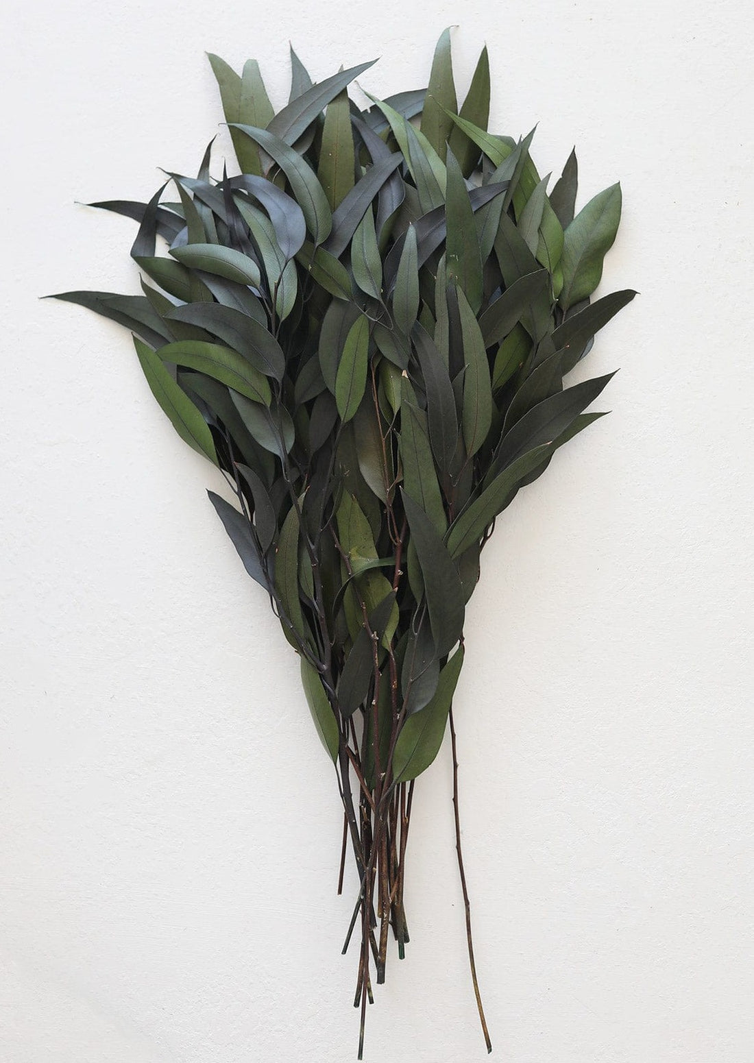 afloral Preserved Weeping Willow Eucalyptus