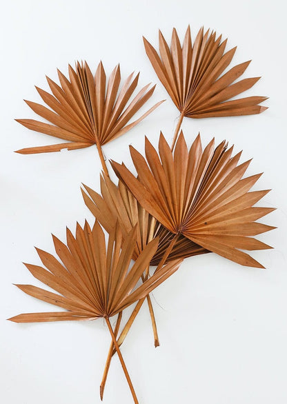 Brown Orange Preserved Sun Palms