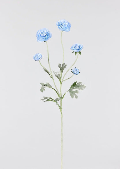 Blue Ranunculus Flowers