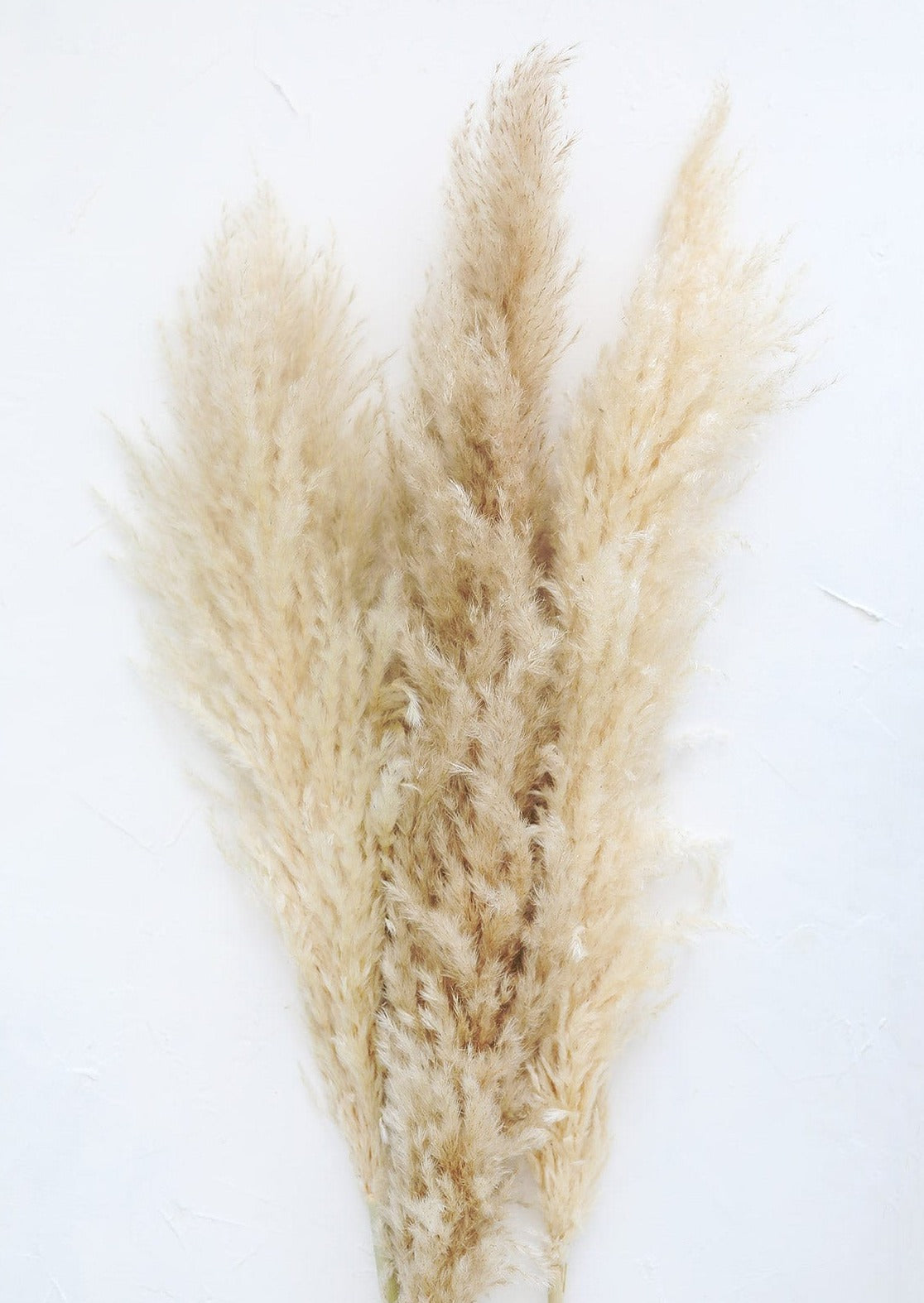 Dried Pampas Grasses in Tan