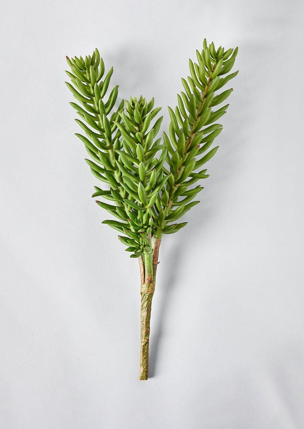 Fake Plants Green Artificial Succulent