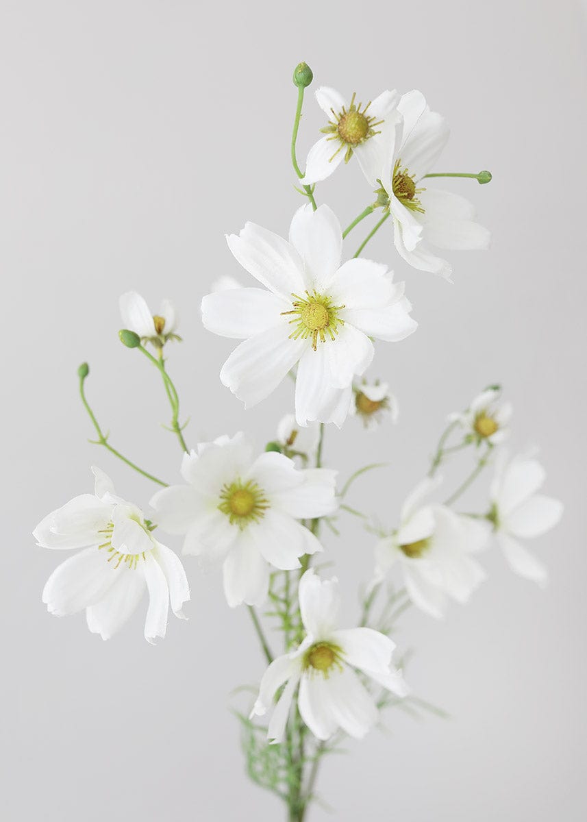 Artificial Cosmos Blooms in White