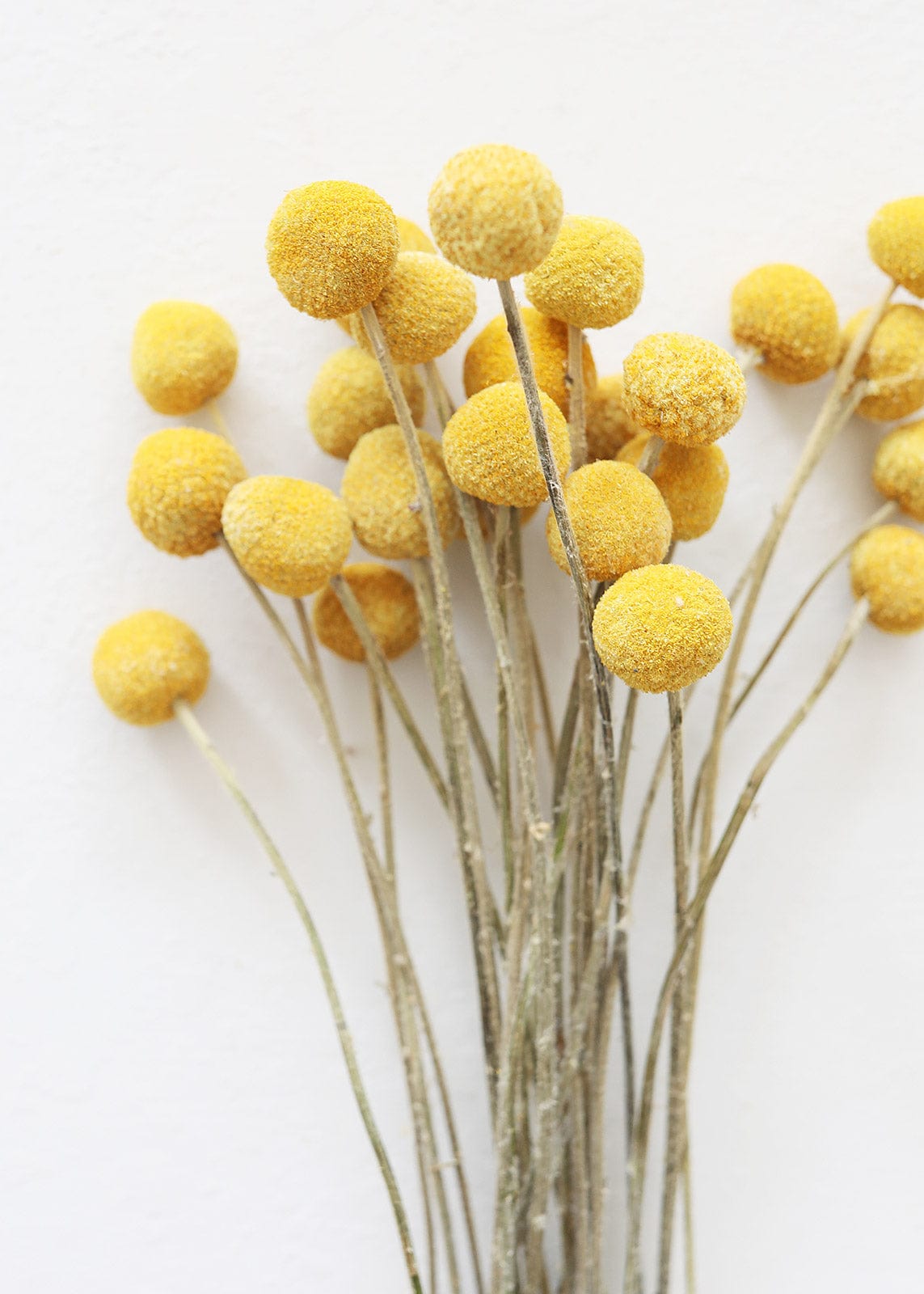 Dried Flowers Natural Yellow Billy Balls at afloral
