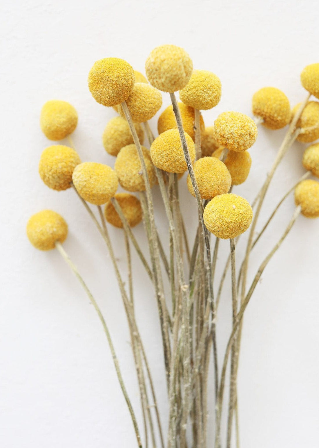 Dried Flowers Natural Yellow Billy Balls at afloral