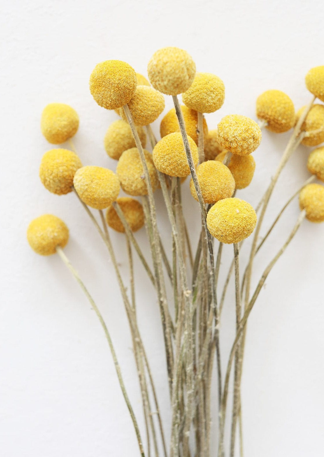 Dried Flowers Natural Yellow Billy Balls at afloral