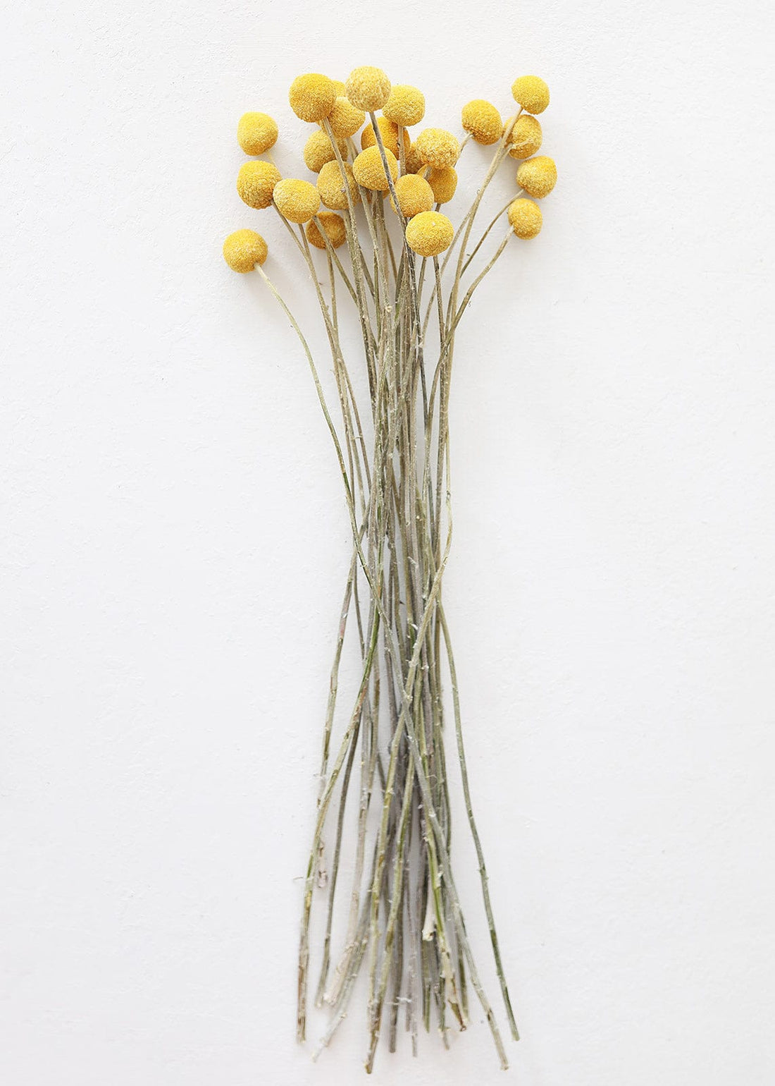 Afloral Dried Flowers Golden Yellow Billy Button Bundle