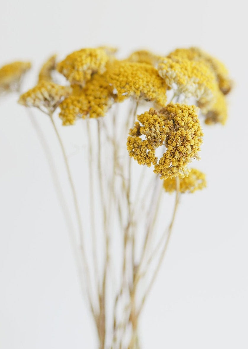 Yellow Dried Yarrow Floral Bundle at afloral