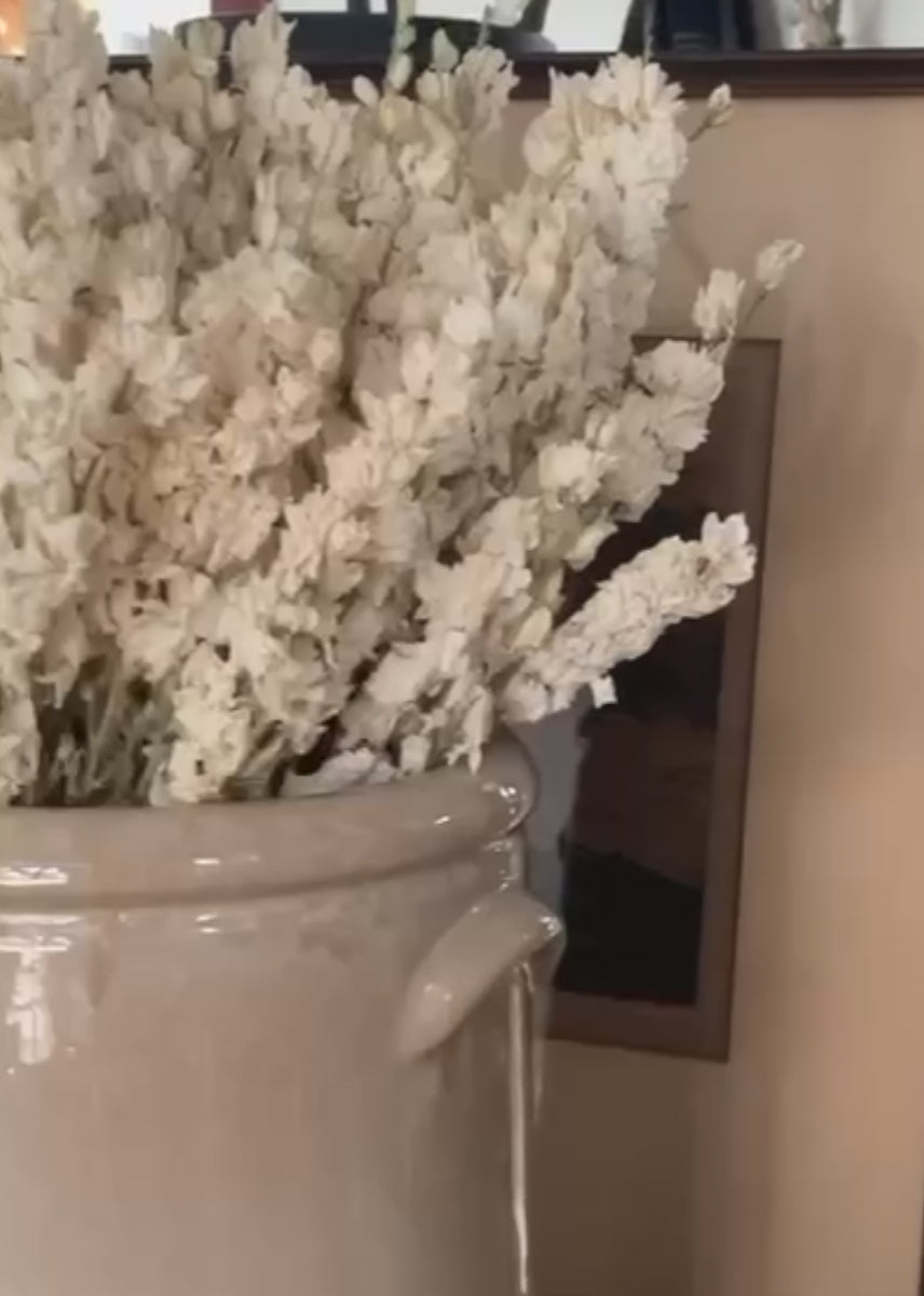 Video of Cream  Dried Larkspur Flowers