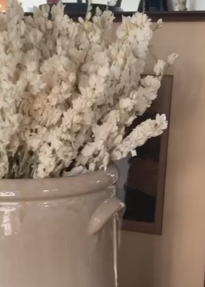 Afloral Video of Cream  Dried Larkspur Flowers