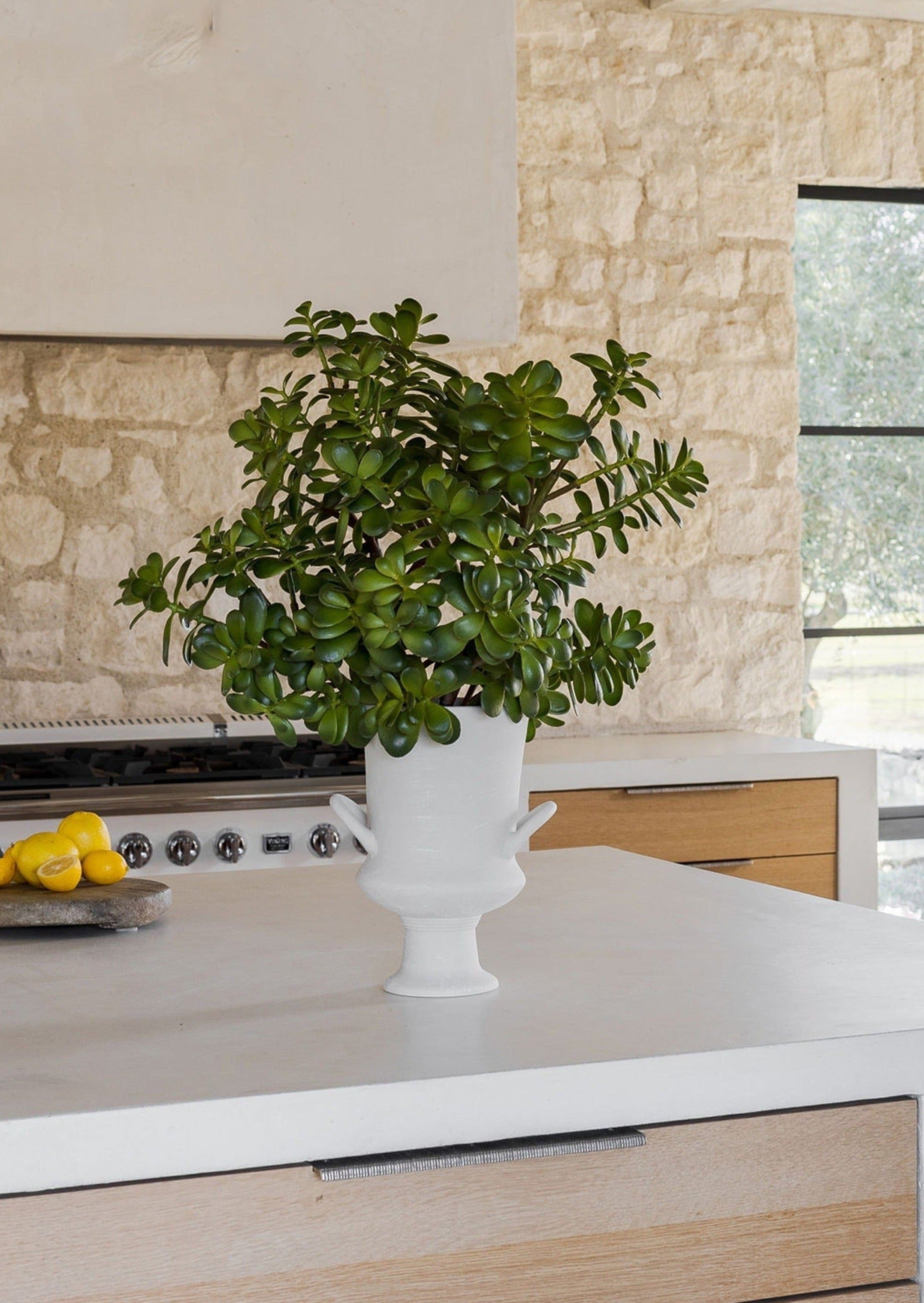 Faux Jade Plant Best Artificial Succulents at